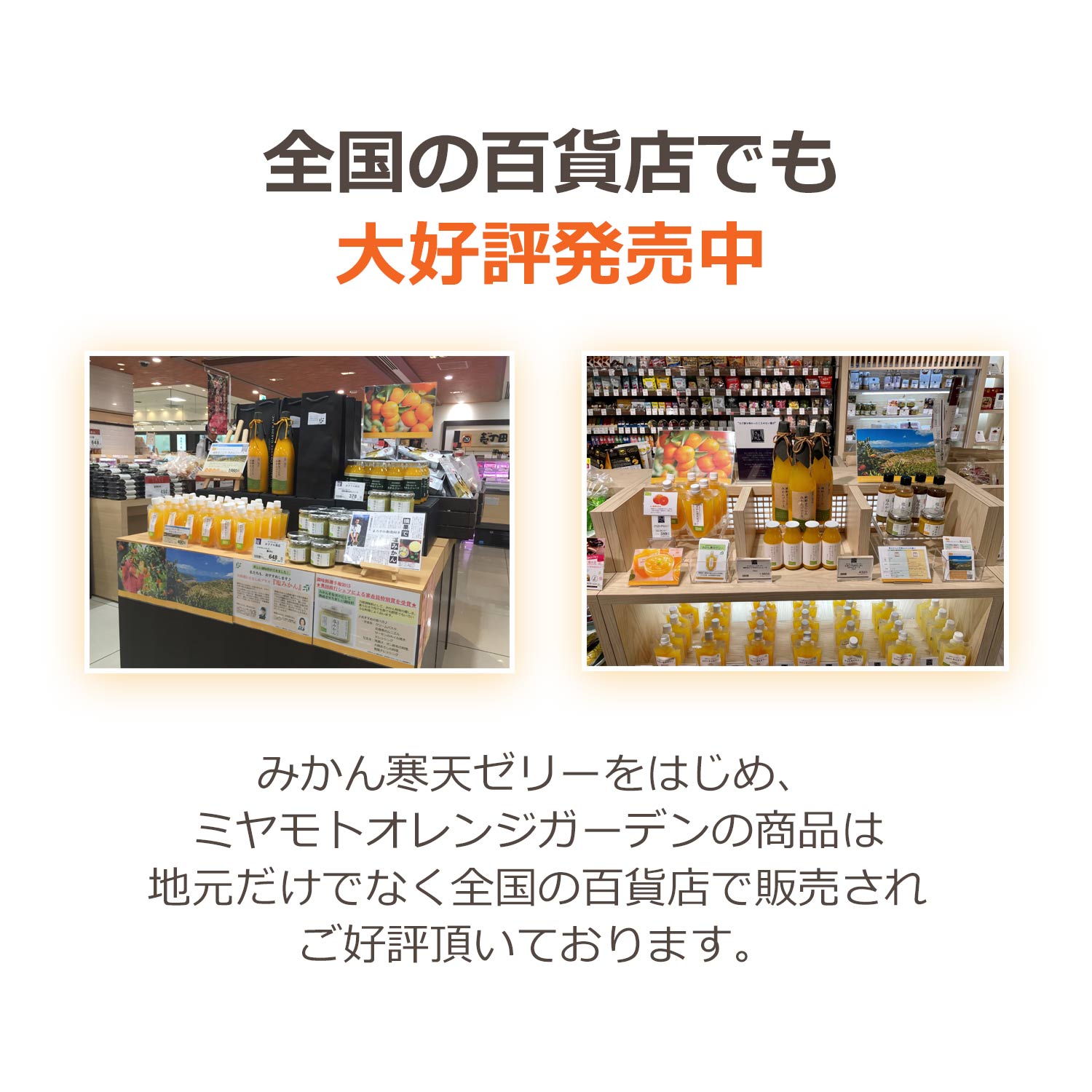 ミヤモトオレンジガーデン ギフト 甘夏寒天ゼリー150g×8本セット