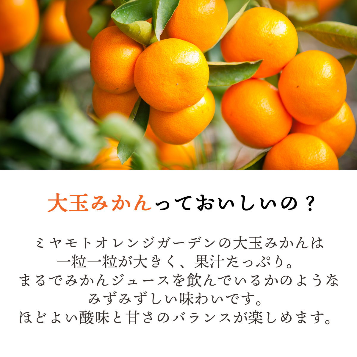 かわかみかん説明