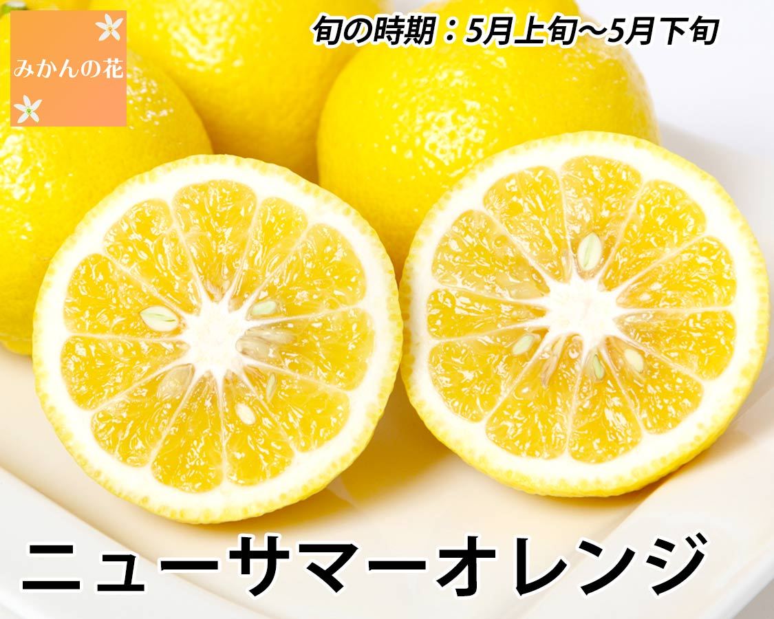 Botanytea 蜜柑の花 開発秘話｜プレミアムティー