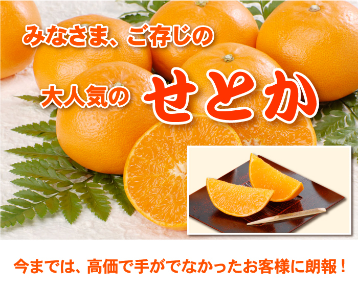 せとか みかん TVで話題！トロトロ みかん たっぷり5kg☆訳あり家庭用