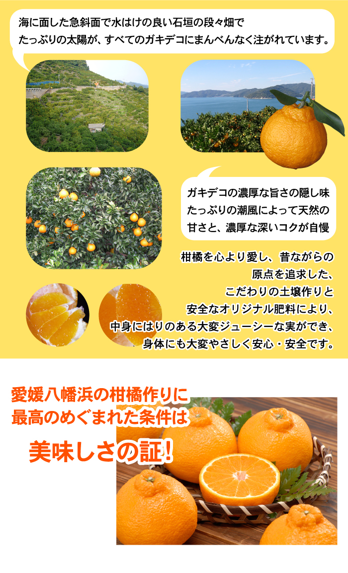 ガキデコ・デコポン 家庭用・2.5kg（M〜4L混合）複数注文で特典