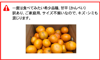 かんぺい！送料無料で赤字覚悟の大箱5kg！希少品種・甘平 一度は食べ