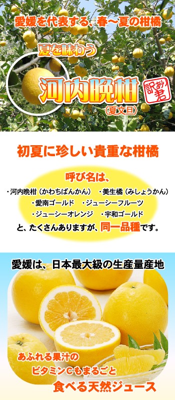 河内晩柑・ポイント15倍！TVで話題の食べる天然ジュース 河内晩