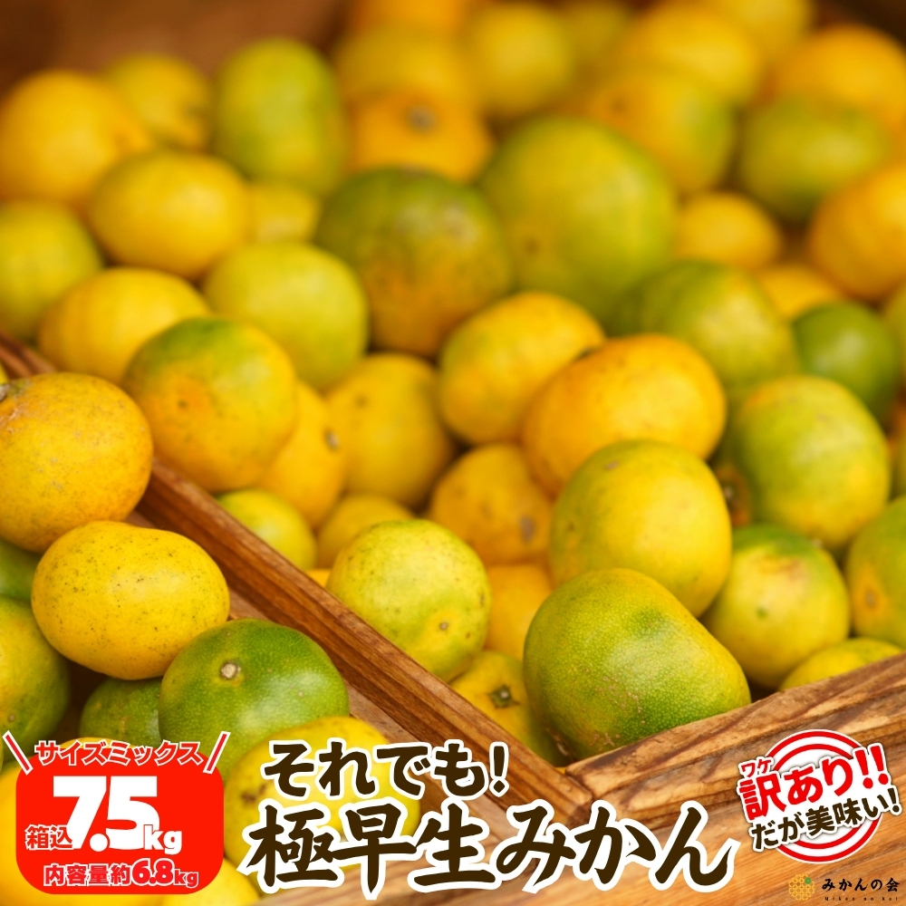 有田みかんのおすすめ人気商品一覧 通販 - Yahoo!ショッピング
