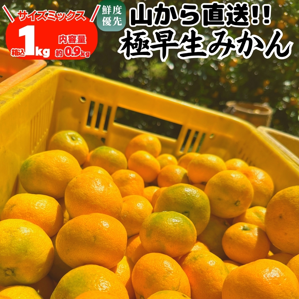 有田みかん 10kgのおすすめ人気商品一覧 通販 - Yahoo!ショッピング