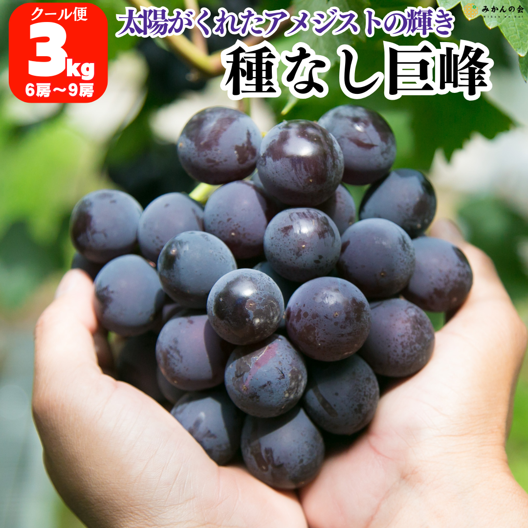 巨峰 種なし 3kg (6〜9房) 2kg(3〜6房) ぶどう 朝採れ 巨峰村 和歌山県 