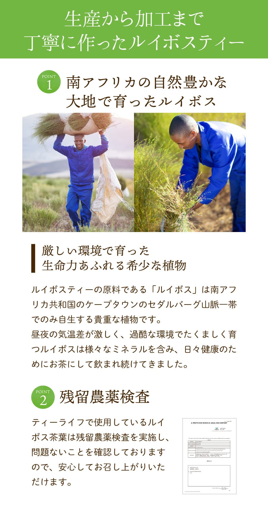 ぜいたくルイボスティー みつりんご(15包) ...の詳細画像4