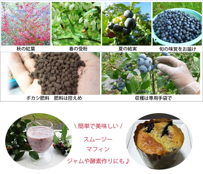 予約販売】国産、無農薬、生ブルーベリー1kg 6月〜8月中旬頃