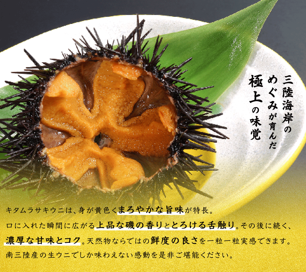 うに お取り寄せ 宮城県産 生うに ウニ 160g 冷蔵 塩水 ミョウバン不使用 無添加 ムラサキウニ 80g 2パック キラキラ ウニ丼 グルメ  南三陸ホテル観洋 :abecho-namauni:南三陸 復興ストア 通販 