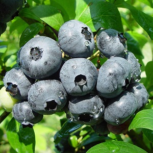 干し菊1枚入2袋 青森県産 食用菊 おひたし 酢の物 和え物 重陽の節句