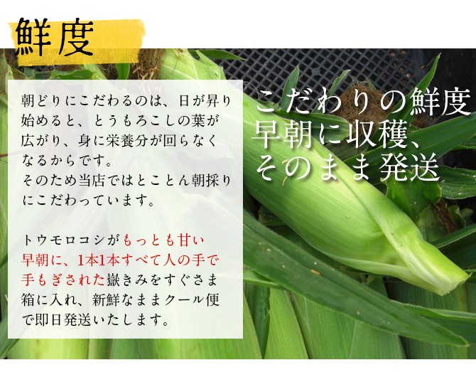 嶽きみ 青森県産とうもろこし 24本セット まるで果物のような甘さ だけきみ トウモロコシ コーン お中元 ギフト のし 青森産[同梱不可] :  10000000 : みらなモール - 通販 - Yahoo!ショッピング