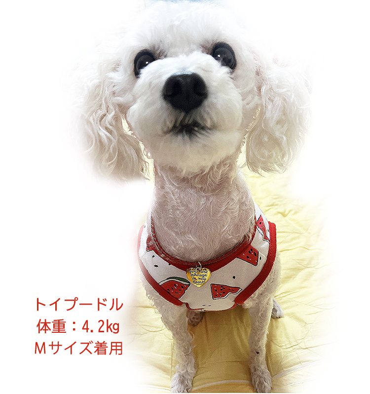 首輪 犬 おしゃれ 中型犬 小型犬 本革 かわいい 犬首輪 犬の首輪