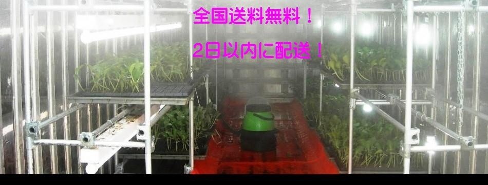 ミストシャワーのお店