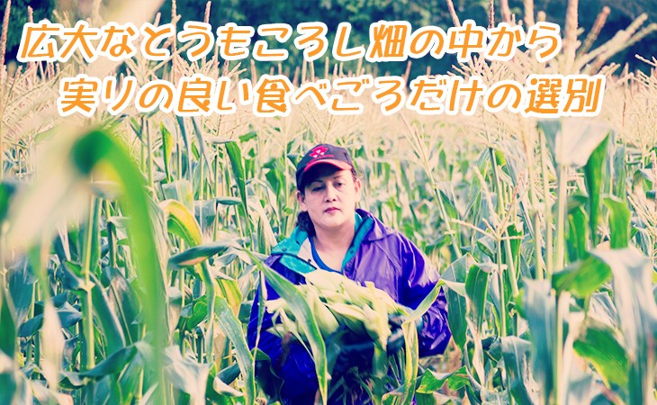実りの良いてべごろのコーンだけを選別