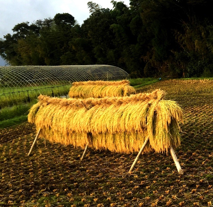 有機栽培米