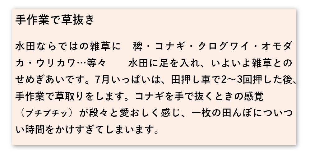 熊本阿蘇市有機栽培玄米焼酎9