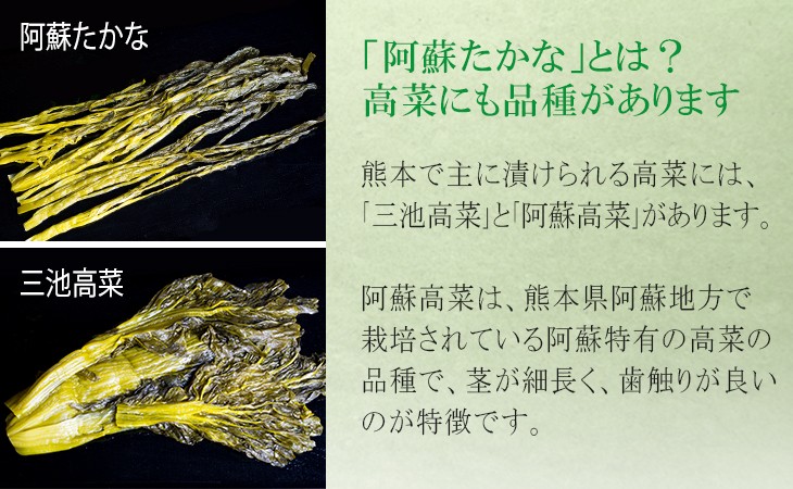 阿蘇たかなとは？高菜にも品種があります
