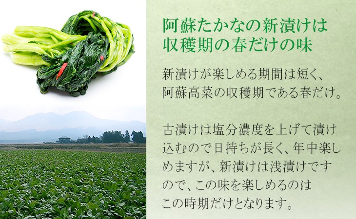 阿蘇たかなの新漬けは収穫期の春だけ