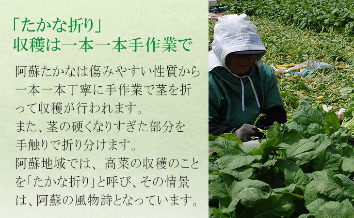 たかな折り 収穫は一本一本手作業で