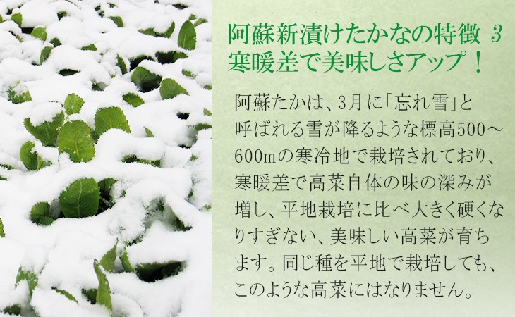 阿蘇新漬けたかなの特徴3 寒暖差で美味しさアップ