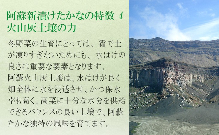 阿蘇新漬けたかなの特徴4 火山灰土壌の力