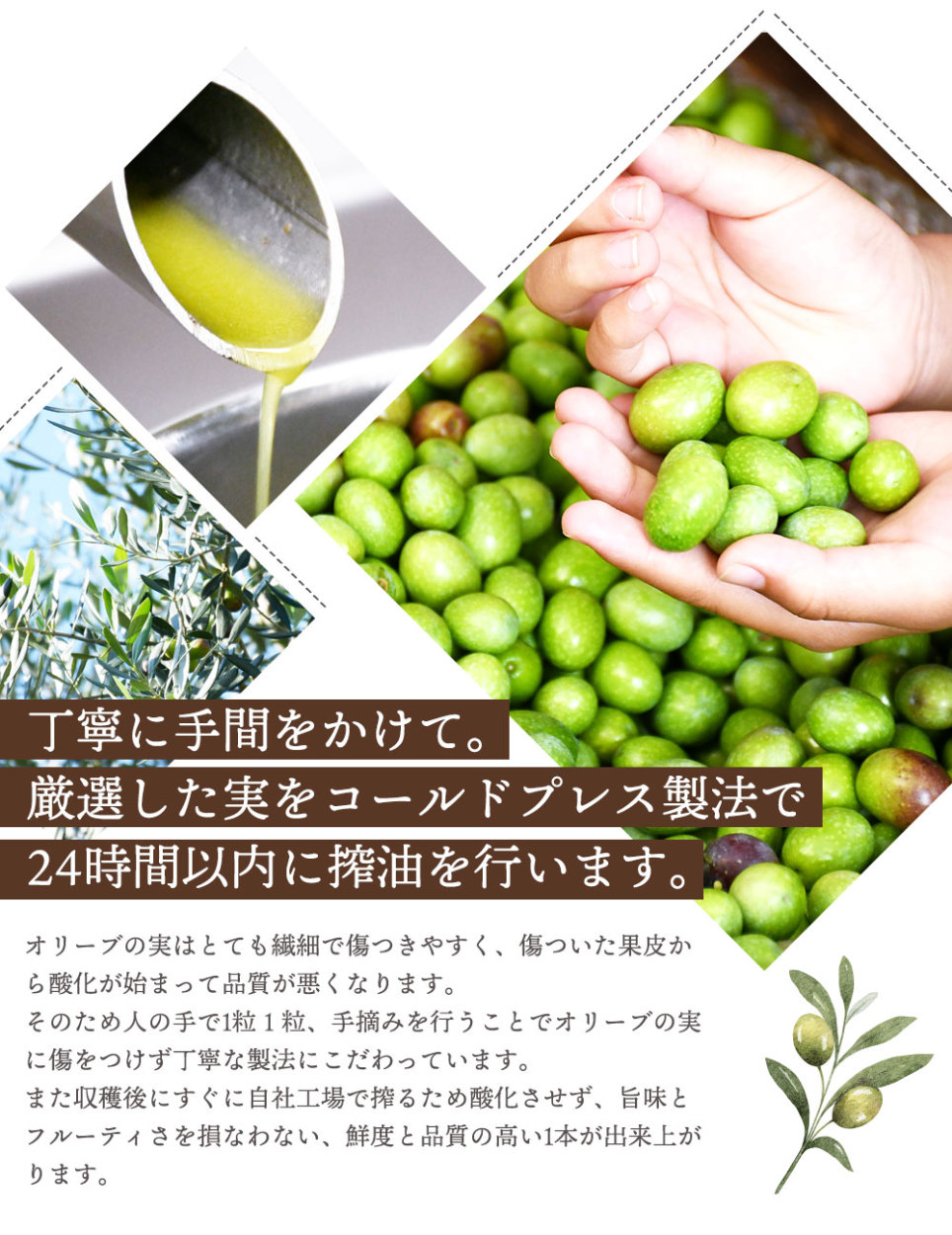 オリーブオイル 100％香川県産 エキストラバージンオリーブオイル