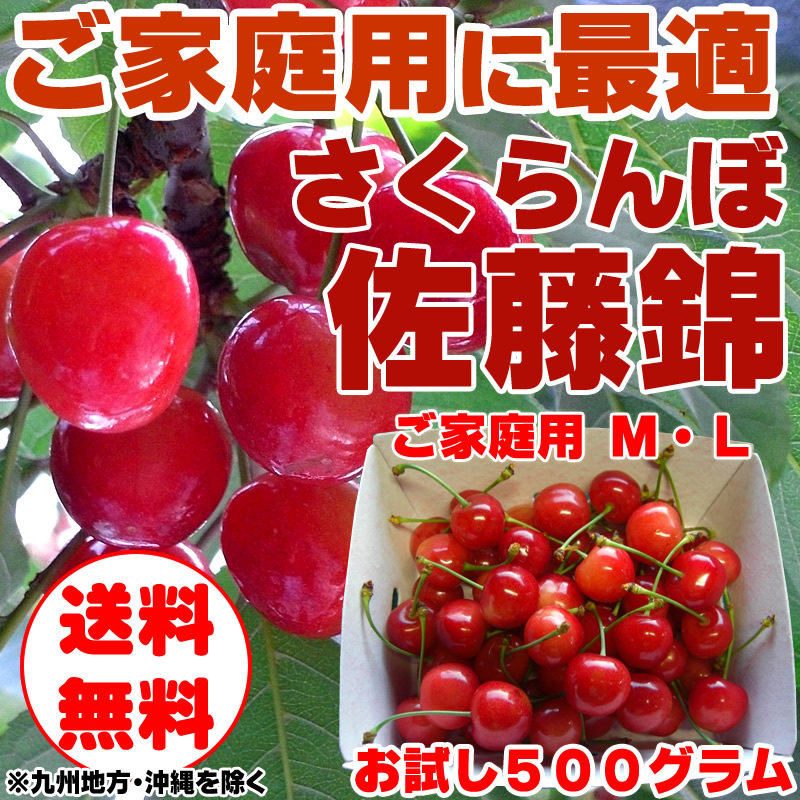 予約販売 さくらんぼ 訳あり ご家庭用 佐藤錦 500g 山形県東根産