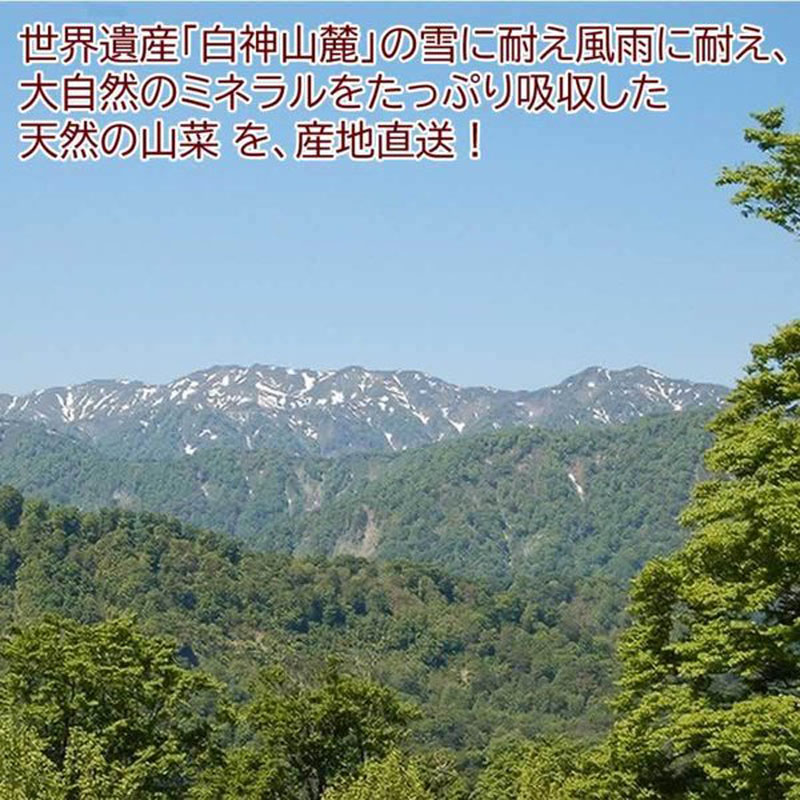 予約販売 山菜 根曲がり竹 5kg 青森県 白神山地山麓産 天然 冷蔵便