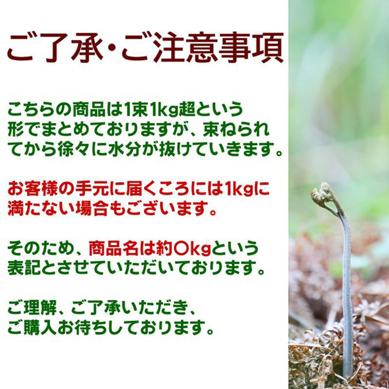 わらび 3kg (1kg×3束) 山形県 村山市産 極上 生 山菜 ワラビ 蕨