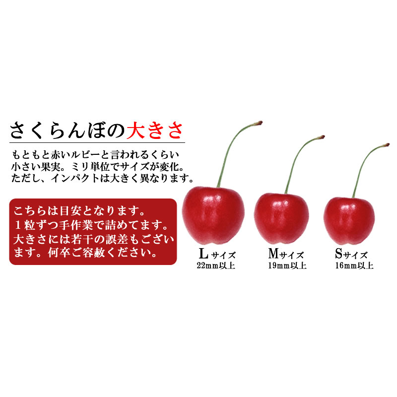 佐藤錦さくらんぼ