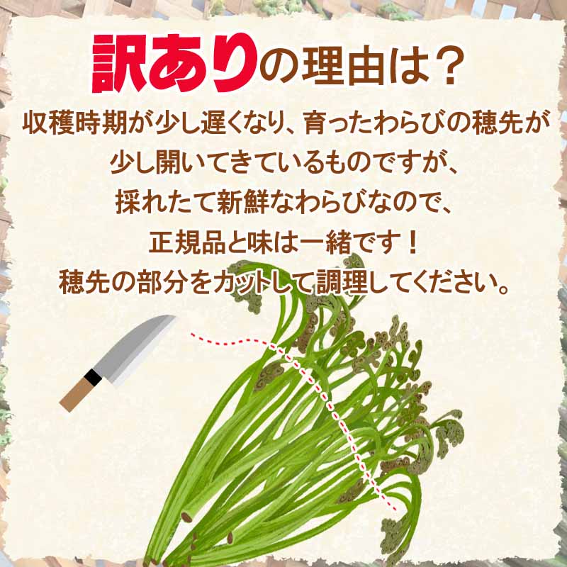 訳あり わらび 2kg 山形県 村山市産 極上 生 山菜 ワラビ 蕨