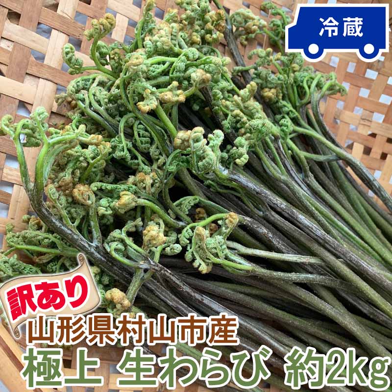 訳あり わらび 2kg 山形県 村山市産 極上 生 山菜 ワラビ 蕨