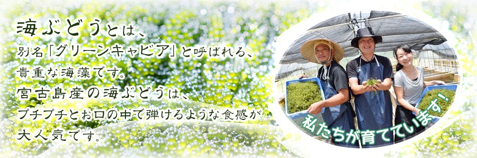 海ぶどうは弾けるような食感が大人気！