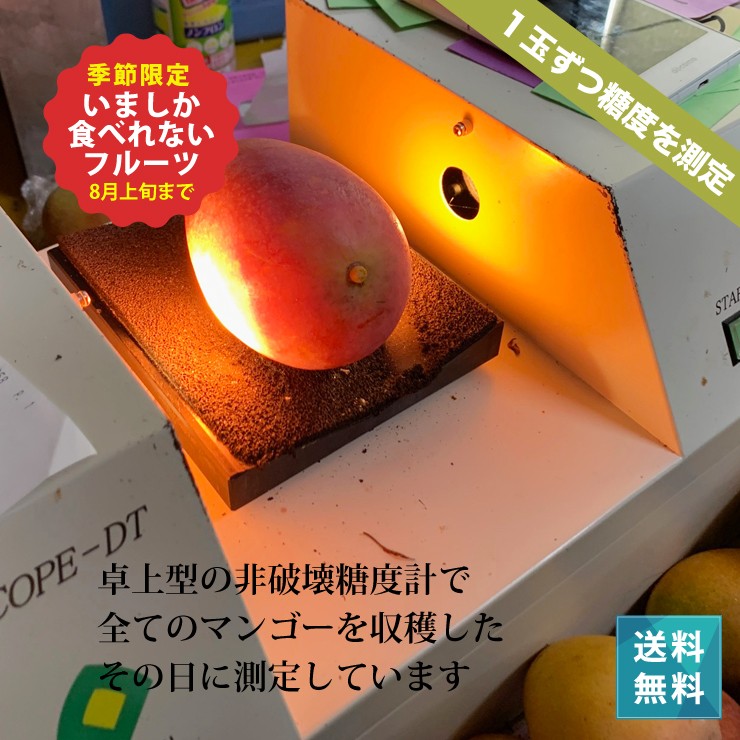 送料無料 高糖度の沖縄産マンゴーを宮古島から産地直送します。産地直送 宮古島マンゴー 沖縄産 約1kg 2〜3玉 秀品〜優品 贈答可能 産地箱入り 生産量日本一の宮古島が誇るアップルマンゴー！予約販売中6月下旬より順次発送