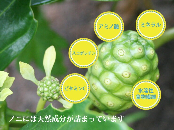 20181114_noni02.jpg