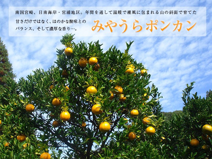 早期予約 みやうらポンカン5kg 30玉L 12/10頃から順次出荷 宮崎県日南