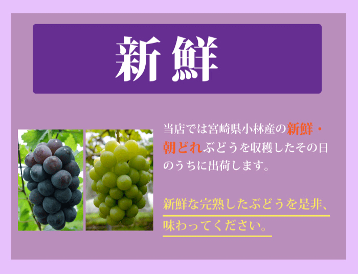 宮崎県産 ニューピオーネ シャインマスカット 梨