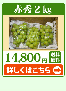 シャインマスカット2kg