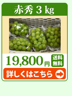 シャインマスカット3kg