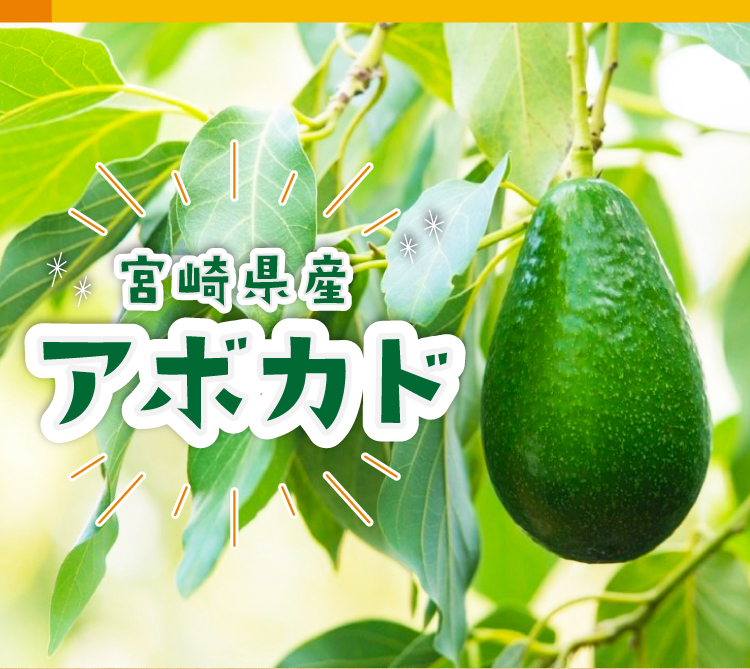宮崎県産アボカド