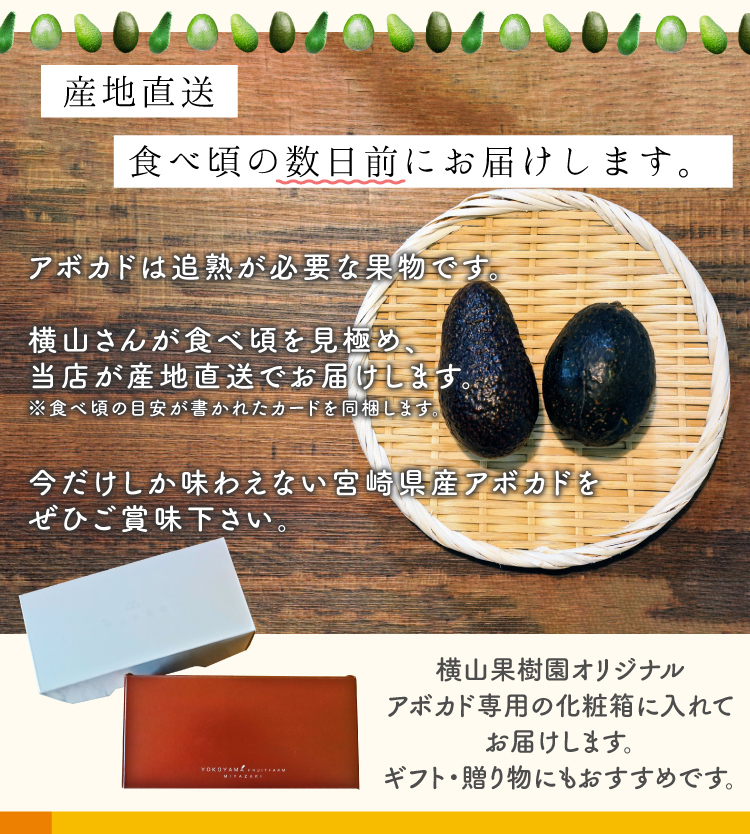 宮崎県産アボカド