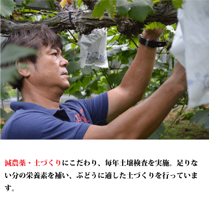 宮崎県産 ニューピオーネ シャインマスカット 梨