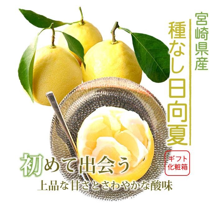 宮崎県産　種無し日向夏　20キロ 家庭用　超大特価‼️送料込み‼️ 2026年3月上旬頃より順次発送】宮崎県産種なし日向夏 訳あり2.5kg以上