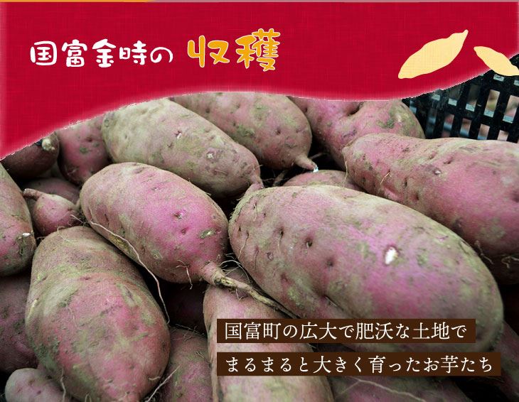 国富金時の収穫