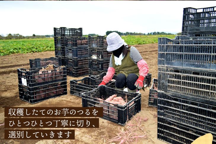 国富金時の収穫2