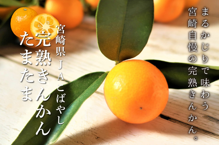 2026年3月上旬以降順次発送】宮崎県産 完熟きんかん〈たまたま