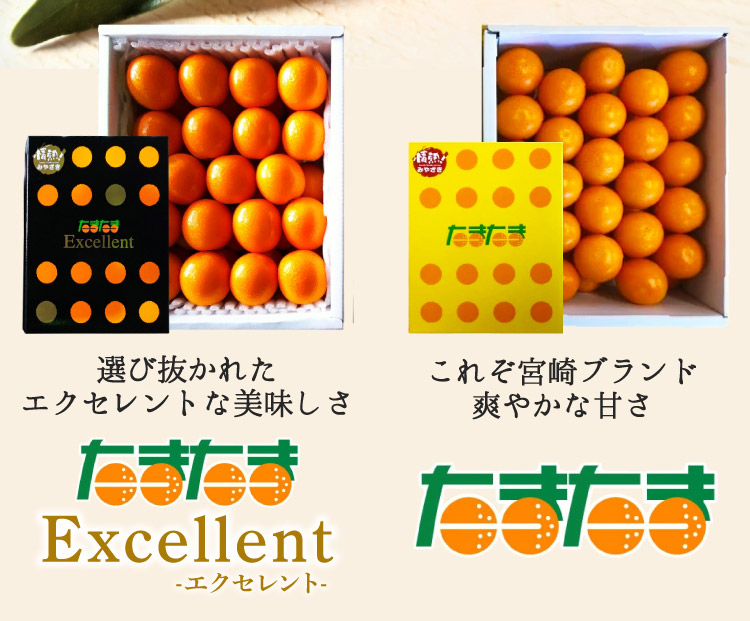 2026年1月下旬以降順次発送】宮崎県産 完熟きんかん〈たまたま