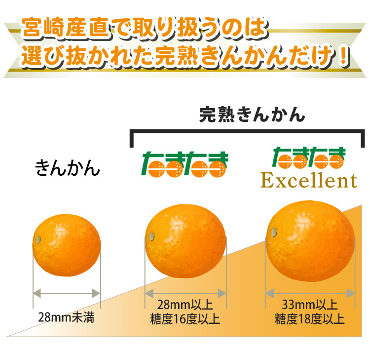 宮崎県産　完熟きんかん　たまたまエクセレント　2Lサイズ　3キロ入り 宮崎県産 最上級 A品 高級手詰め 完熟きんかん たまたまエクセレント
