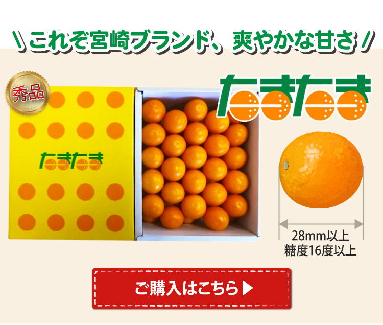 2026年3月上旬以降順次発送】宮崎県産 完熟きんかん〈たまたま