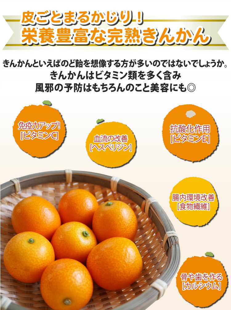2026年3月上旬以降順次発送】宮崎県産 完熟きんかん〈たまたま